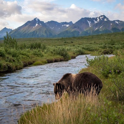 Grizzly bear near stream in mountains