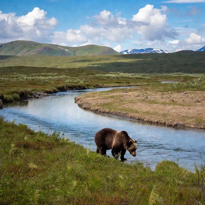 Bear near a river in the wilderness