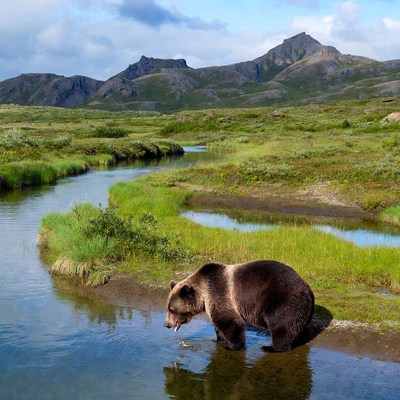Brown bear standing near water