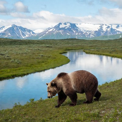 Bear walking near river in mountains