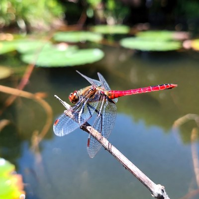 Dragonfly resting on a branch near water