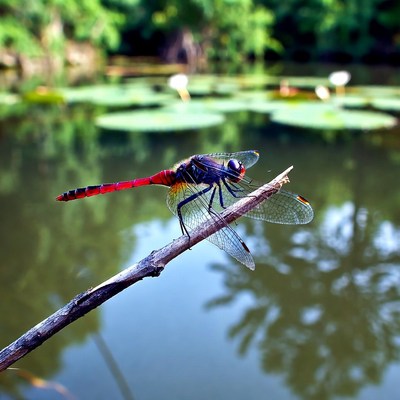 Dragonfly rests on a stick near pond