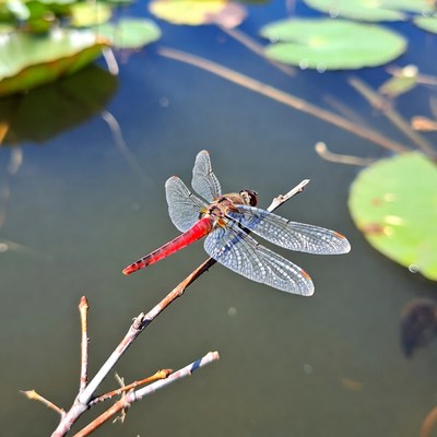 Dragonfly perched on a stick