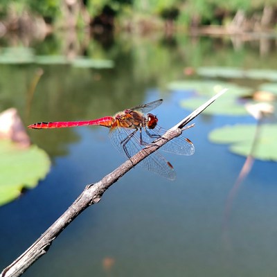 Dragonfly sitting on a twig
