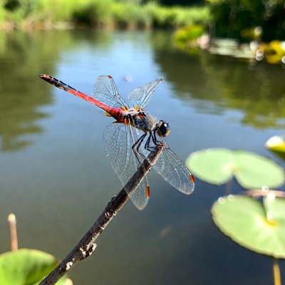 Dragonfly on a stick by the pond