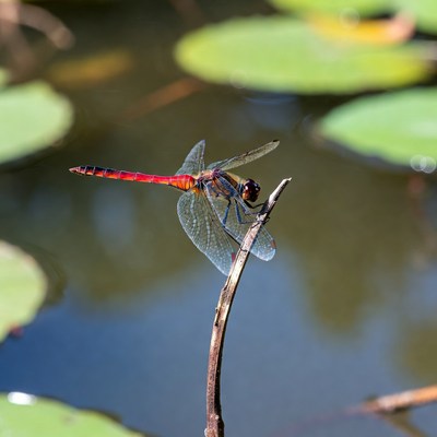Dragonfly rests on twig by water