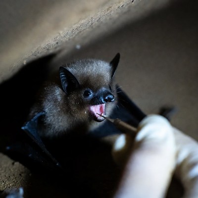 Bat being fed in a dark cave
