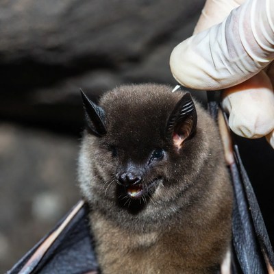 Bat held by hand in wildlife setting