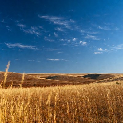 Grassland under blue sky