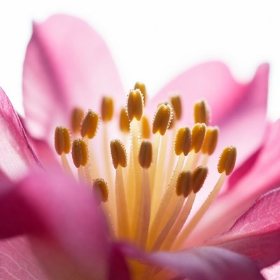 Close-up of pink flower petals and stamens