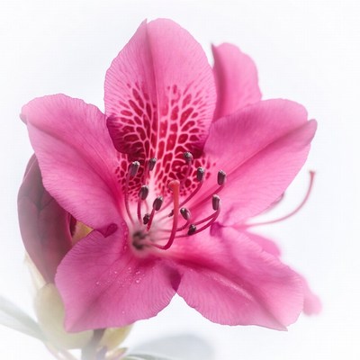 Bright pink flower with detailed petals