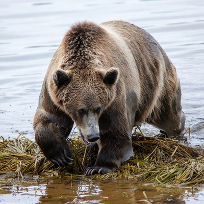 Bear walking through water and grass
