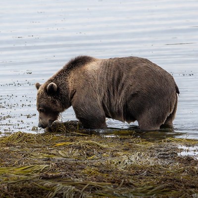 Bear searching for food in shallow water