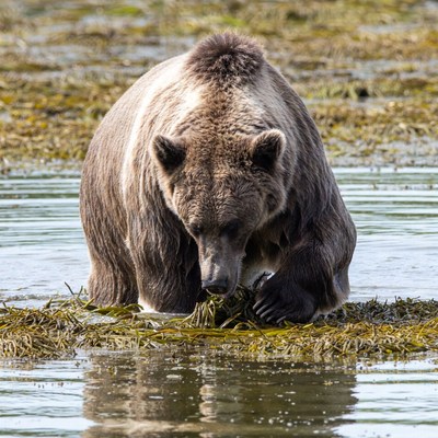 Grizzly bear forages in water