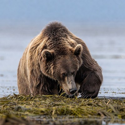Bear foraging on the shore