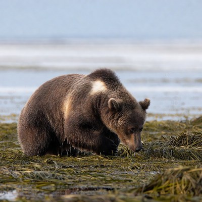 Bear foraging in wetland area