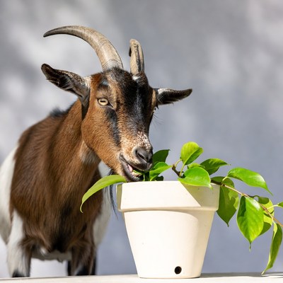 Goat eats leaves from pot