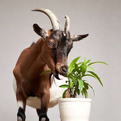 Goat eating plant indoors in studio