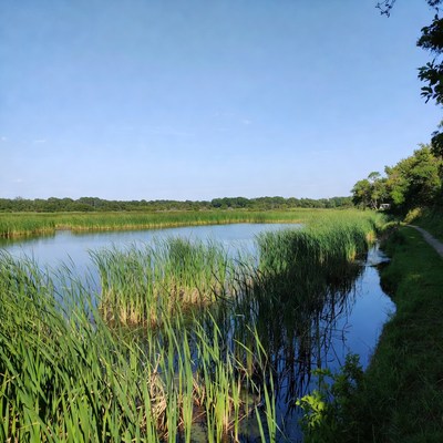 Green grass and water at the riverbank