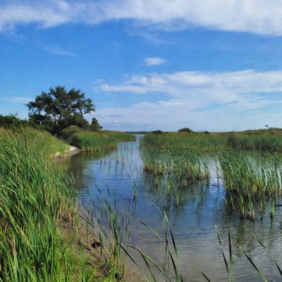 Waterway with tall grass reeds under bright sky