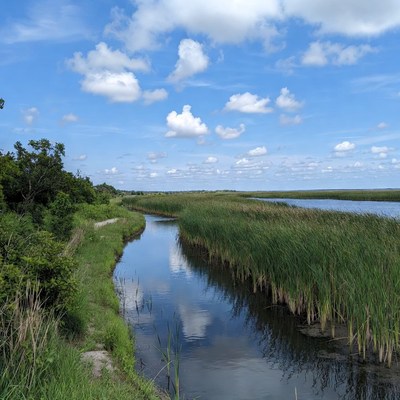 River flowing through grassy area