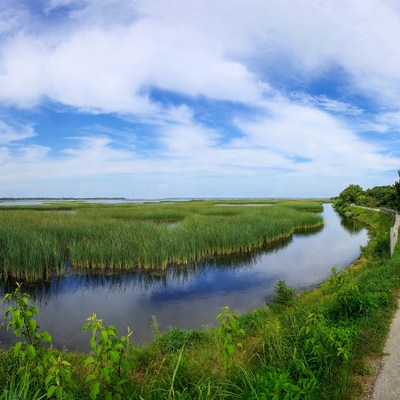 Marshland with water and greenery