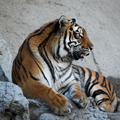 Tiger resting on rocky surface