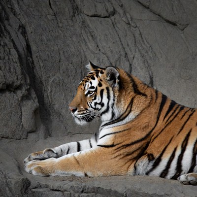 Tiger resting on rocky surface