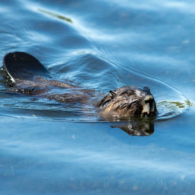 Beaver swimming in calm water