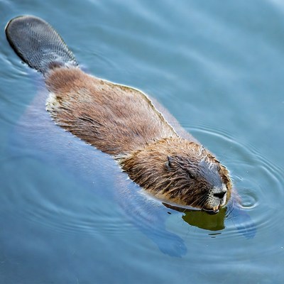 Beaver swimming in clear water