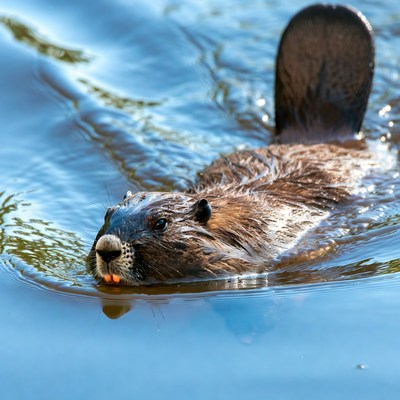 Beaver swimming in clear water