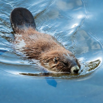 Beaver swimming in clear water