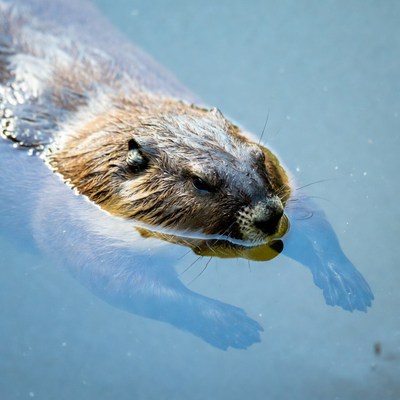 Otter swimming in clear water at noon