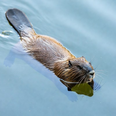 Beaver swimming in clear water