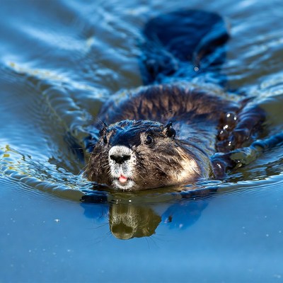 Otter swimming in clear water