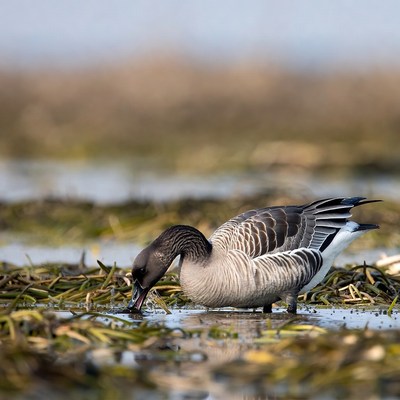 Bird feeding in shallow water