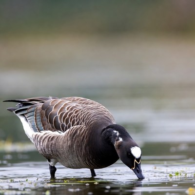 Bird exploring water surface in a wetland