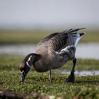Bird foraging in wetland area