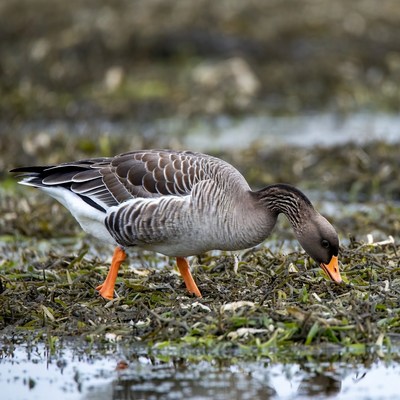 Duck foraging in wetland area