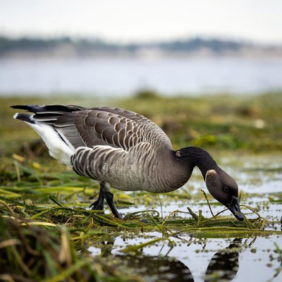 Bird walks near water at coastal location