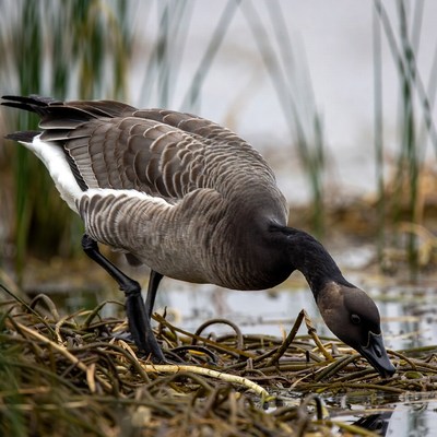 Goose foraging near shallow water