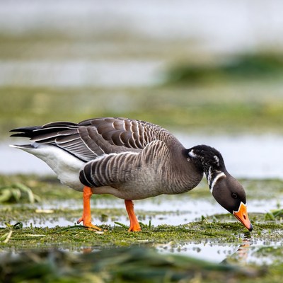 Goose foraging in wetland area