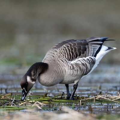 Bird foraging near water