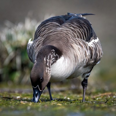Bird feeding in wetland area