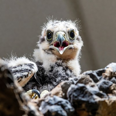 Young bird looking from its nest
