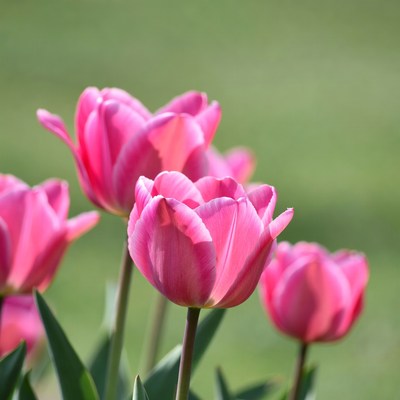 Pink tulips in garden setting