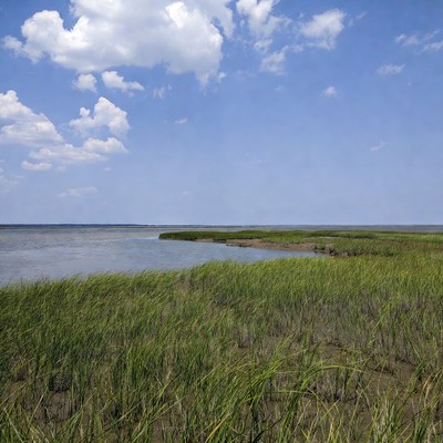 Coastal grass under blue sky