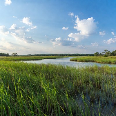 Green marsh with water under blue sky