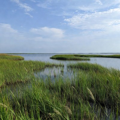 Marshland view with green grass