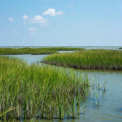 Marshland with tall grass and water